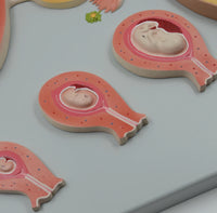 Modelo de desarrollo fetal Fertilización Formación de cigoto e implantación uterina Útero femenino Ovario