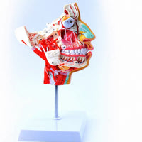 Modelo de Cabeza y Rostro Humano con Vasos sanguíneos y Nervios