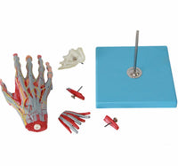 Modelo De Mano desmontable