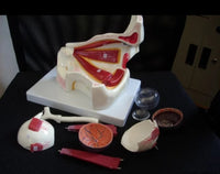 Anatomia de ojo humano en 10 piezas