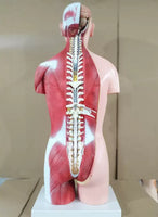 Torso Muscular humano 85 CM