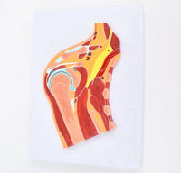 Modelo Anatomico de la hombro