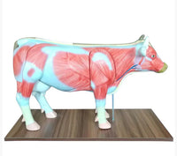 Modelo de Vaca para MVZ Desmontable