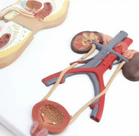 Modelo de sistema urogenital seccion sagital masculino y femenino