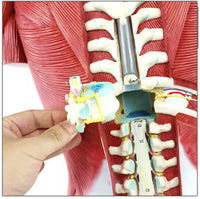 Torso Muscular humano 85 CM