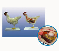 Modelo de Gallina para MVZ Desmontable