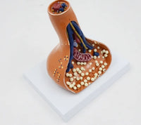 Modelo Aumento Sinapsis de Terminaciones Nerviosas