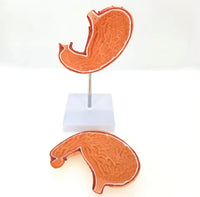 Modelo de estomago sano pared gastrica