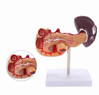Modelo Anatomico De Bazo Y Pancreas Duodeno