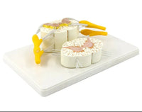 Modelo Medula Nervio Cordon Espinal