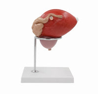 Vejiga urinaria humana próstata desmontable