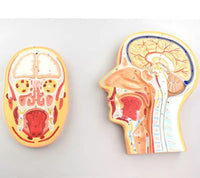 Modelo de cabeza con sección transversal