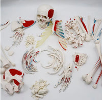 Esqueleto humano desarticulado colorido