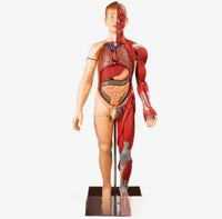 Modelo muscular torso con organos internos tamaño real 180 cm