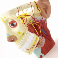 Modelo de Rostro 3D cabeza de alta definicion