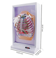 Simulador de Diafragma pulmonar pulmon sistema respiratorio