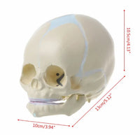 Craneo de bebe fetal feto