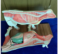 Modelo de Vaca para MVZ Desmontable