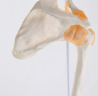 Extremidad Superior o Inferior con Ligamentos Pierna Brazo en base