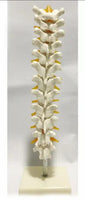 Modelo de discos vertebrales Columna Dorsal