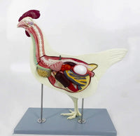 Modelo de Gallina para MVZ Desmontable