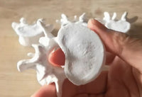 Modelo de anatomía 1:1 vértebra Lumbar cervical de 5 segmentos