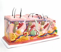 Modelo de Piel Alargado 50 CM - sistema tergumentario