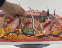 Modelo de Piel Alargado 50 CM - sistema tergumentario