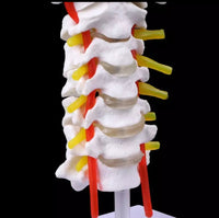 Modelo de columna Cervical con la arteria del cuello - modelos anatómicos