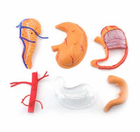 Modelo anatomico estómago y páncreas humano 4D desmontable
