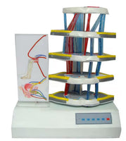 Simulador de lesión medula espinal