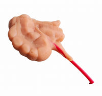 Simulación sutura realista cirugia de organos laparoscopia Kit
