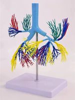 Modelo de Arbol Bronquial bronquios