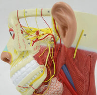 Modelo de Rostro 3D cabeza de alta definicion