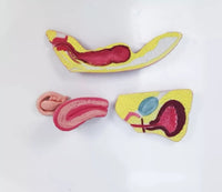 Anatomia de utero transparente - modelos anatomicos ginecologia