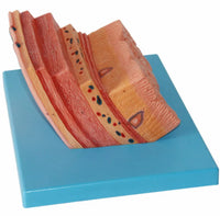 Modelo pared del estomago