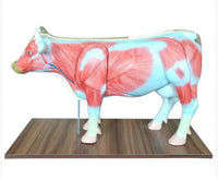 Modelo de Vaca para MVZ Desmontable