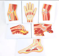 Modelo Anatomico articulaciones musculares