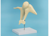 modelo de enseñanza auditivo osiculo estructura del oido