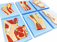 Modelo seccionado Mano Pie Rodilla Cadera Codo Hombro