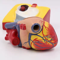 Modelo de corazón humano desmontable - tamaño real