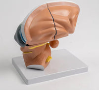 Modelo de Talamo cerebral neurología