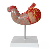 Modelo de estomago sano pared gastrica