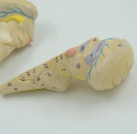 Modelo anatomico Cerebelo tronco encefalico cerebro