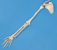 Modelo anatómico de pierna o brazo esqueleto extremidad inferior pie o mano superior tamaño real