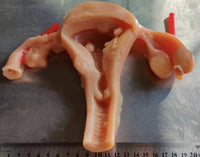 Simulación sutura realista cirugia de organos laparoscopia Kit