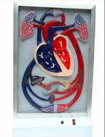 Simulador de Sistema Circulatorio