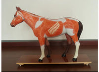 Modelo de caballo para MVZ Desmontable