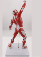 Anatomia de sistema muscular humana