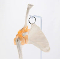 Extremidad Superior o Inferior con Ligamentos Pierna Brazo en base